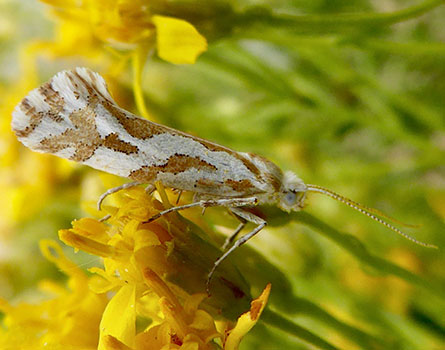 Ypsolopha angelicella