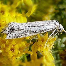 Ypsolopha striatella