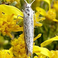 Ypsolopha striatella