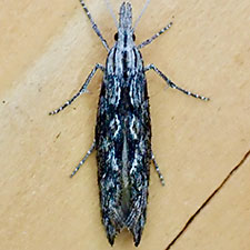 Ypsolopha walsinghamiella