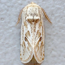 Comadia henrici