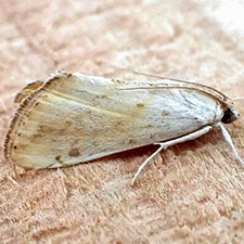 Evergestis aridalis