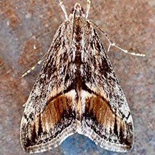 Evergestis subterminalis