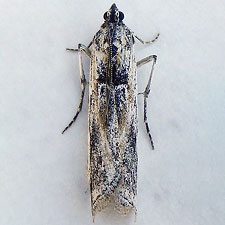 Ambesa lallatalis