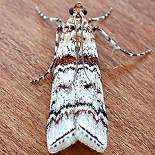 Dioryctria hodgesi