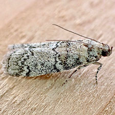 Dioryctria inyoensis