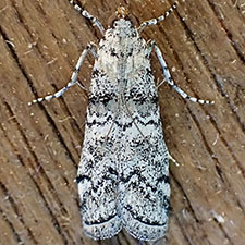 Dioryctria inyoensis