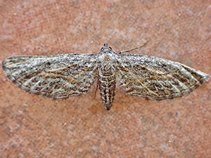 Hulstina nevadaria
