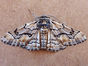 Phaeoura aetha