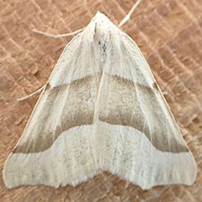 Pherne sperryi