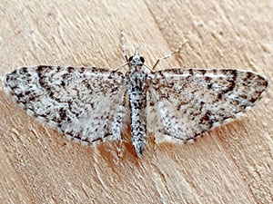 Eupithecia monacheata