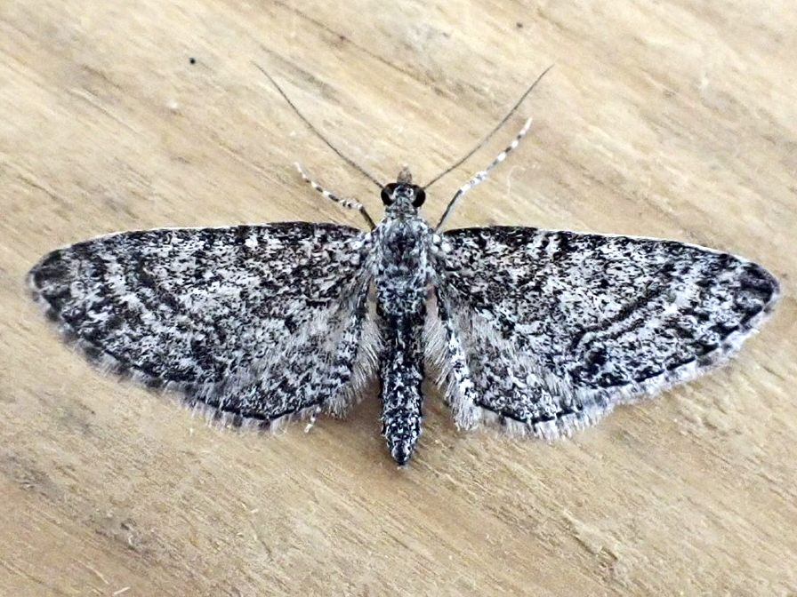 Eupithecia monacheata