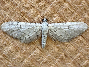 Eupithecia coconinoensis