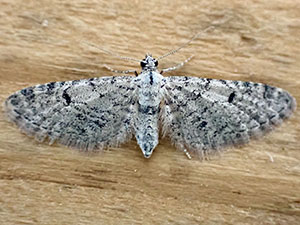 Eupithecia coconinoensis