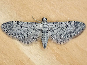 Eupithecia coconinoensis