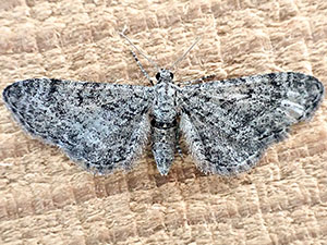 Eupithecia appendiculata