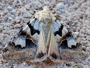 Drasteria biformata