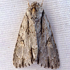 Acronicta strigulata