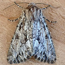 Apamea longula