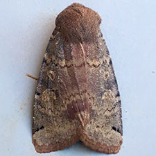 Homoglaea carbonaria