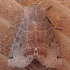 Homoglaea carbonaria