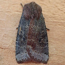 Homoglaea carbonaria