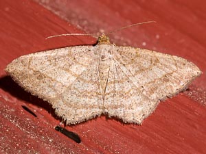 Psamatodes atrimacularia