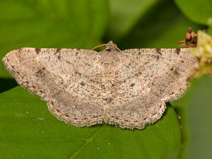 Digrammia pallidata