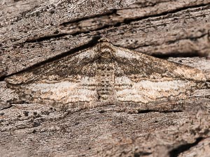 Chesiadodes bicolor