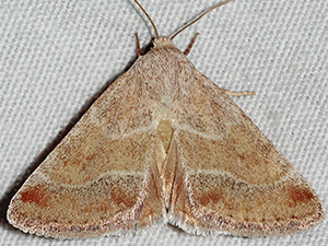 Schinia buta