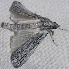 Cahela ponderosella