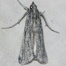 Cahela ponderosella