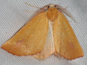 Sicya pergilvaria