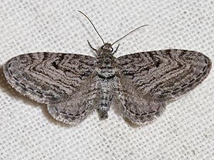 Eupithecia inferior