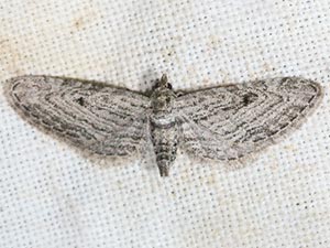 Eupithecia inferior