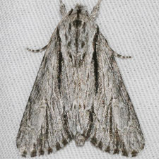 Acronicta browni