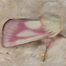 Schinia snowi