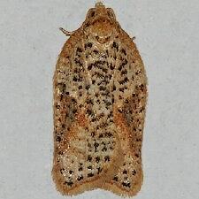 Acleris semiannula