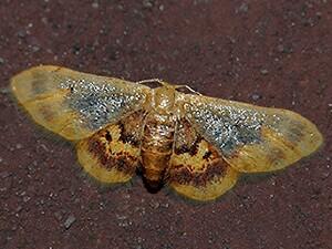 Idaea scintillularia