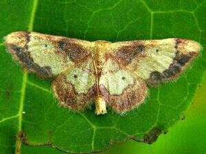 Idaea demissaria