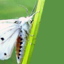 Spilosoma virginica