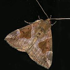 Hypena manalis