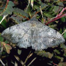 Anticarsia gemmatalis