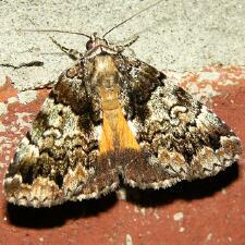 Allotria elonympha