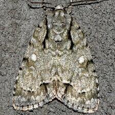 Acronicta vinnula