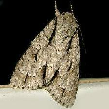 Acronicta lobeliae