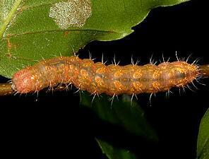 Acronicta ovata