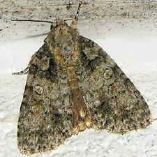 Acronicta increta