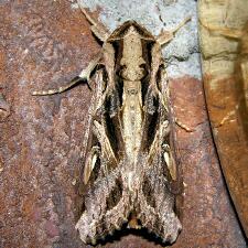 Spodoptera dolichos