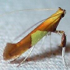 Caloptilia packardella